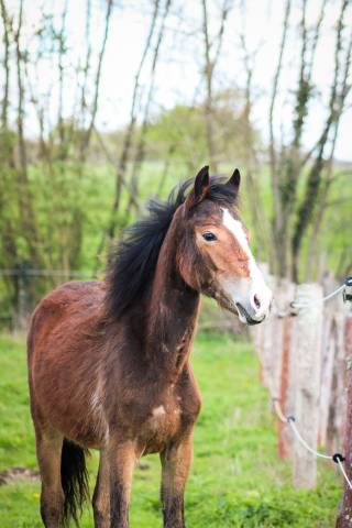 Puledra Origine non conosciuta  In vendita 2025 Baio ,  Helios de tirepeine