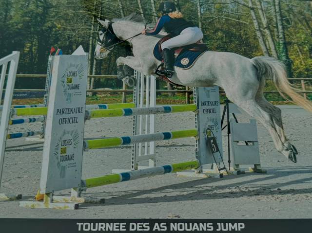 Cavalla Welsh Part Bred In vendita 2015 Grigio