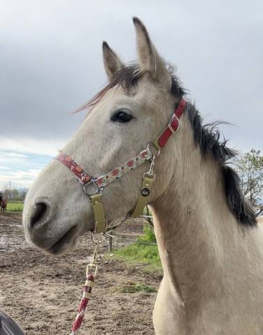 Capezze personalizzate 