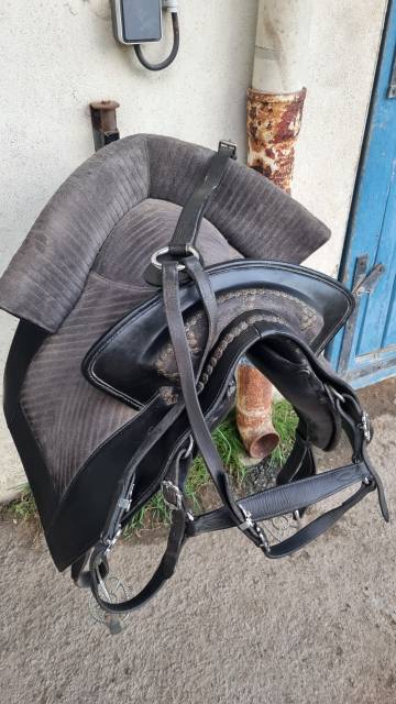 Sella spagnola   17" - 2014