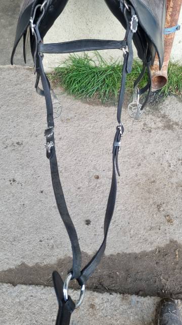 Sella spagnola   17" - 2014