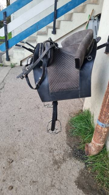 Sella spagnola   17" - 2014