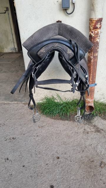 Sella spagnola   17" - 2014