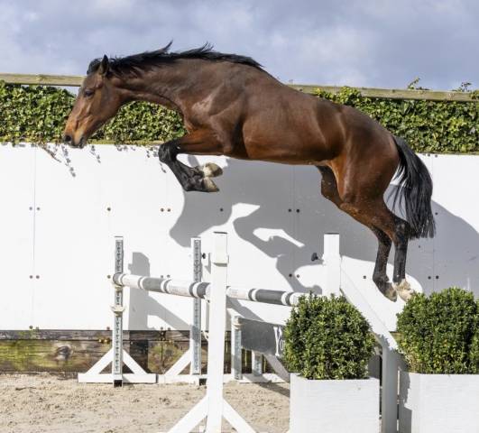 Intero BWP Cavallo da Sangue Belgio In vendita 2024 Baio ,  &Eacute;quitron Naxcel V