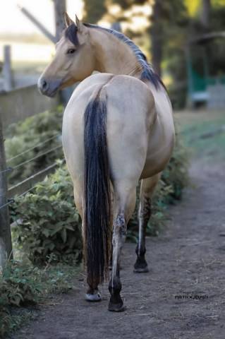 Spooks Whiz Crome 86 - Quarter Horse 2022 ,  BLACKBURNS SMOKN ICE