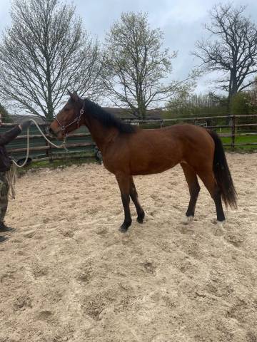 Cavalla Zangersheide In vendita 2024 Baio ,  Conte Bellini