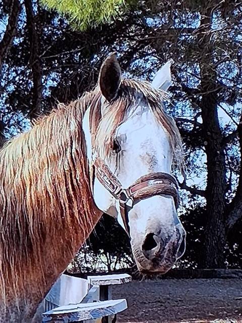 Castrone Lusitano In vendita 2015 Bianco ,  CANTOR JME PT