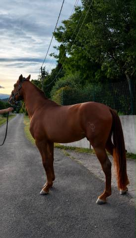 Intero PRE Andaluso In vendita 2021 Sauro ,  Maximo Onix (Palomino &mdash; 2017)
