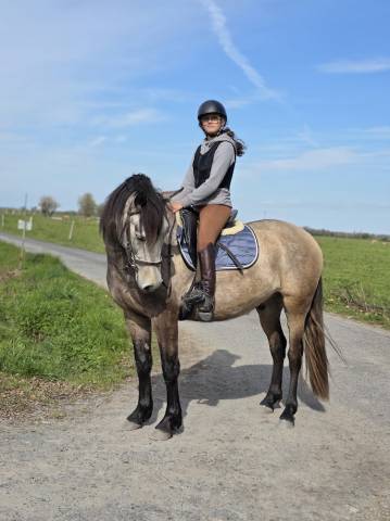 Castrone PRE Andaluso In vendita 2022 Isabella