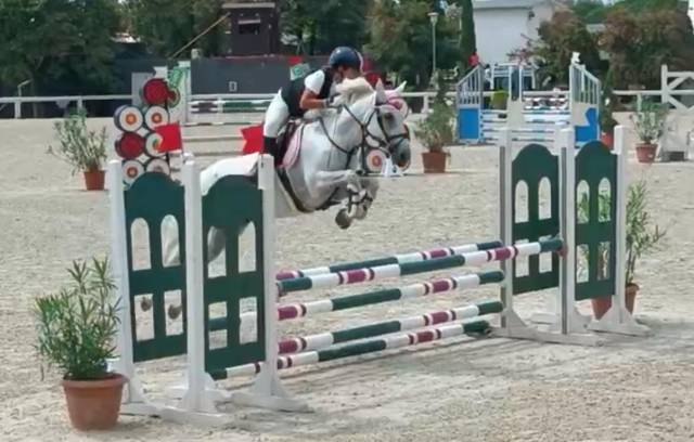 Pony Connemara Salto Ostacoli