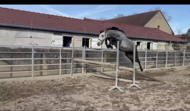 Intero Sella Francese In vendita 2022 Grigio ,  Catchar Mail