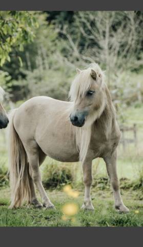 Stallone Shetland In vendita 2022 Altro colore ,  waston stjernens