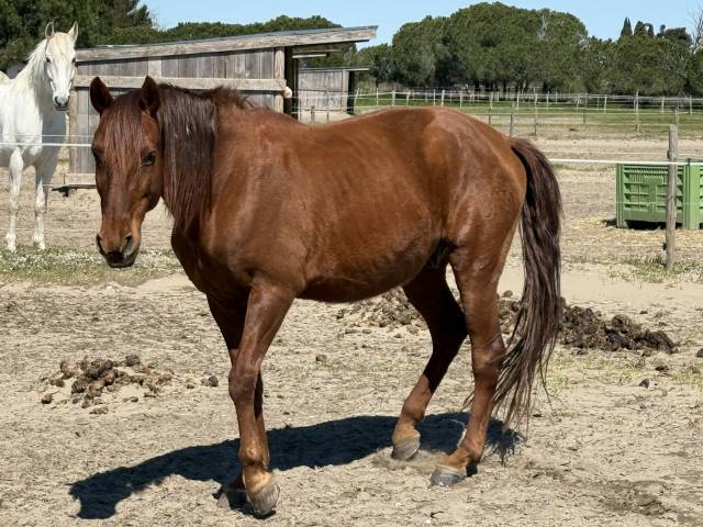 Castrone Lusitano Regalo 2007 Baio