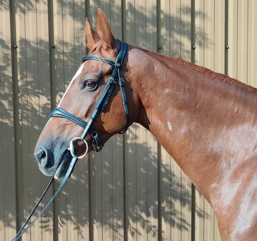 Cavalla Sella Francese Noleggio 2014 Sauro brul&eacute;