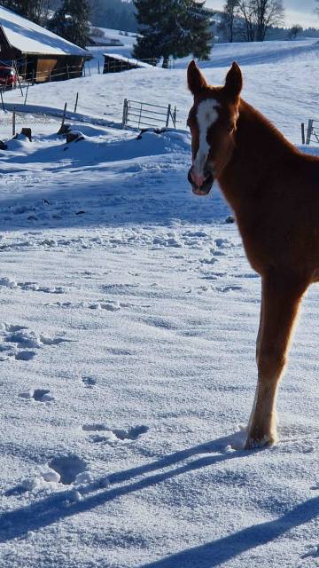 Puledra Franche-Montagne In vendita 2026 Sauro ,  Exaequo