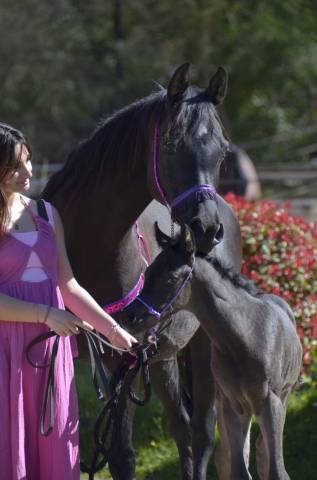 Puledra Purosangue Arabo In vendita 2026 Nero