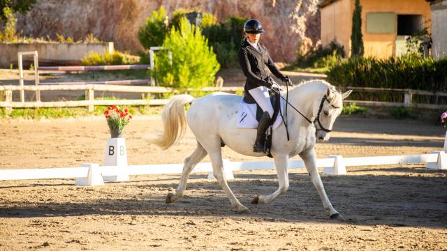 Castrone Lipizzan In vendita 2018 Grigio