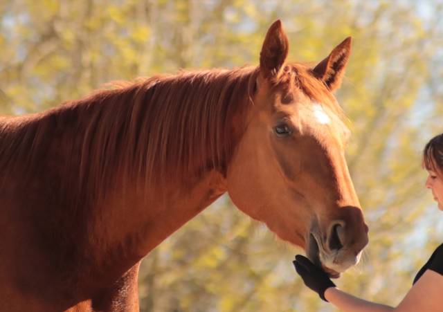 Cavalla Sella Francese In vendita 2020 Sauro ,  ARGENTINUS