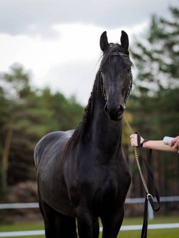 Castrone frisone - Amleth R. Scuderia Imperial