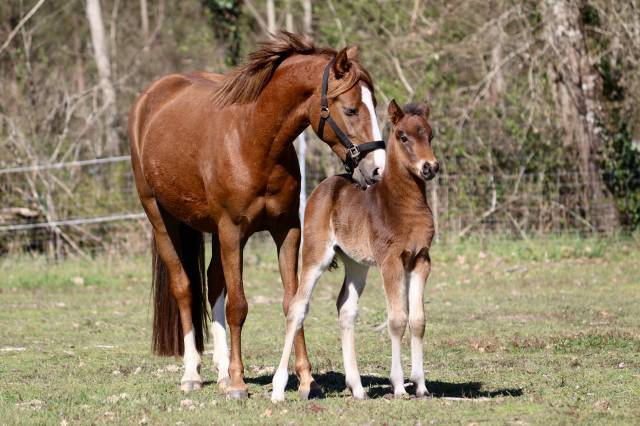 Puledro PFS Pony Francese da Sella In vendita 2026 Baio scuro ,  RM Most Beautiful Boy