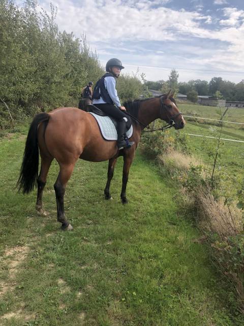 Cavalla Trottatore Francese In vendita 2019 Baio