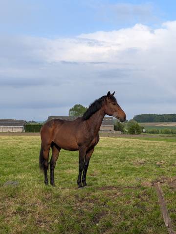 Puledro BWP Cavallo da Sangue Belgio In vendita 2024 Baio ,  FOREVER D'ARCO TER LINDEN