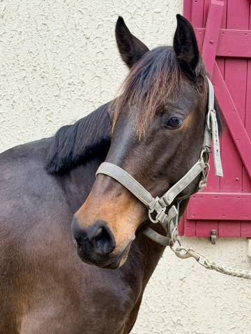 Cavalla Origine Non Constatata In vendita 2022 Baio