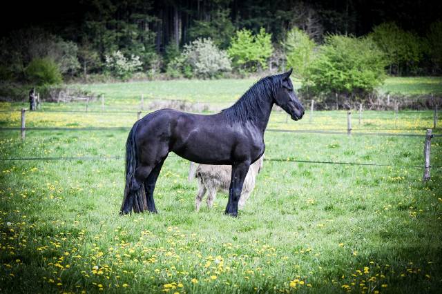 Cavalla Frisone In vendita 2022 Nero ,  Jouwe 485