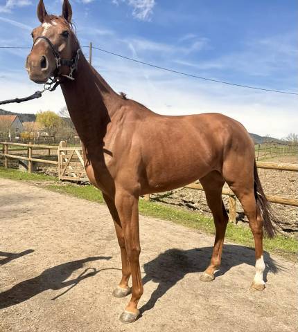 Fattrice Purosangue In vendita 2021 Sauro