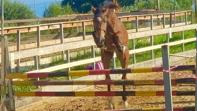 Castrone S.I. 4 anni