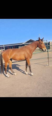 Castrone S.I. 4 anni