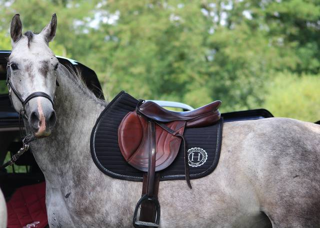 Sella da salto ostacoli CWD  17" - 2016