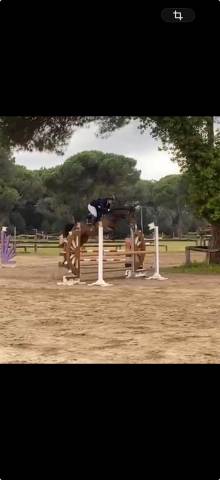 Cavalla Irlandese di 6 anni per Completo/Salto Ostacoli