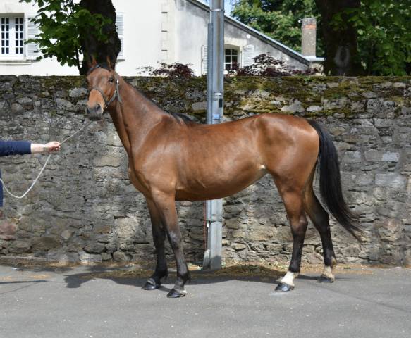 Cavalla Sella Francese In vendita 2018 Baio