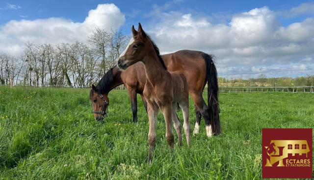 Scuderia per proprietari In vendita Is&egrave;re