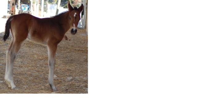 Vendo puledro SALTO OSTACOLI 