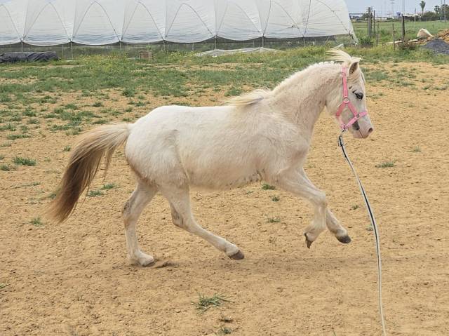 Puledro Welsh Poney (Sezione A) In vendita 2024 Grigio
