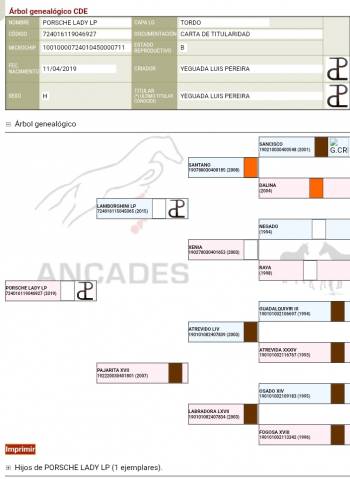Cavalla CDE Caballo Deporte Espanol In vendita 2019 Grigio
