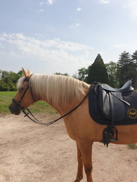 Sella da dressage Zaldi  16.5" - 2005