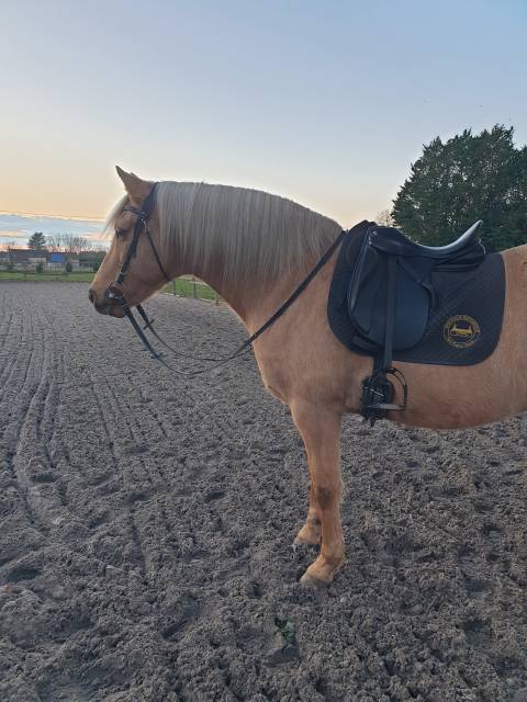 Sella da dressage Zaldi  16.5" - 2005