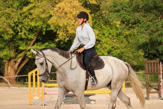 Castrone Cavallo da Sport Irlandese In vendita 2022 Grigio ,  Don vhp z