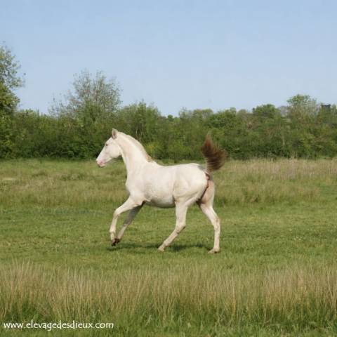 Puledra Creme In vendita 2025 Crema ,  ICE DREAM ONE