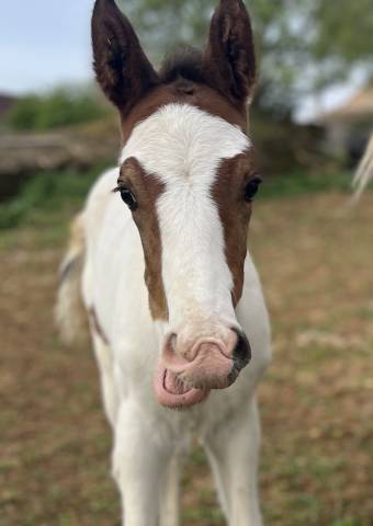 Puledro Sella Francese In vendita 2026 Pezzato