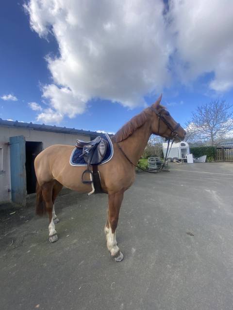 Sella mista CWD 2 gs  17" - 2019