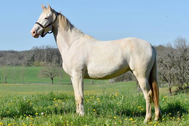 Cavalla Sella Francese In vendita 2024 Perlino