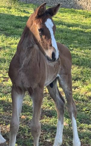 Puledro Sella Francese In vendita 2026 Baio ,  Consul dl vie 