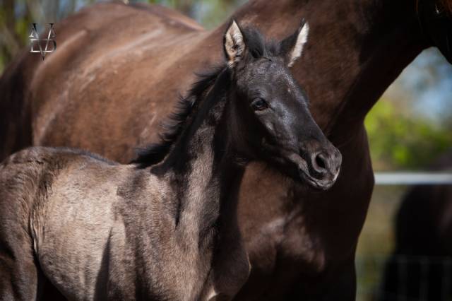 Puledra PRE Andaluso In vendita 2026 Nero ,  MONJE II