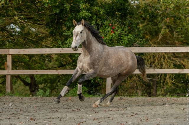 Cavalla Lusitano In vendita 2020 Grigio