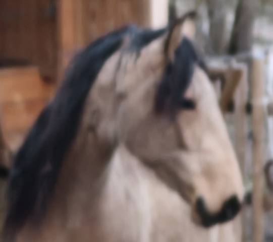 Cavalla Lusitano In vendita 2020 Isabella