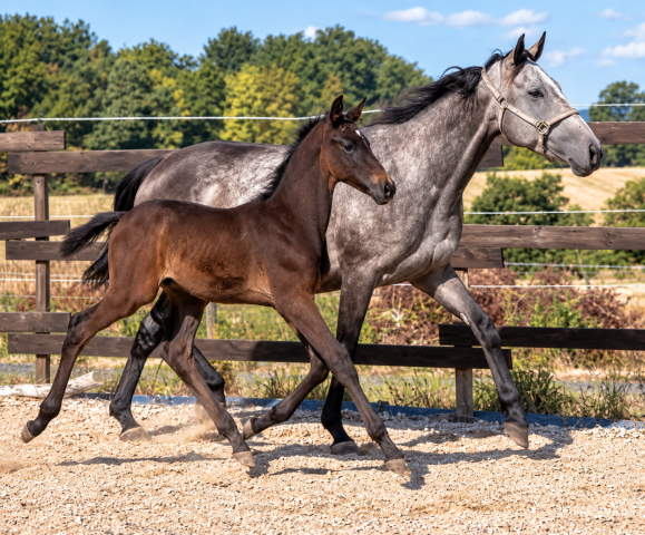 Cavalla Purosangue Inglese In vendita 2020 Grigio